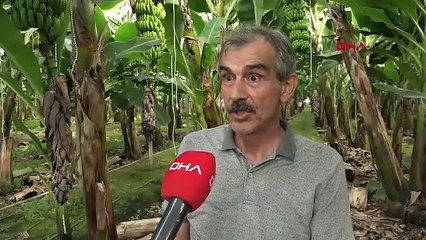 Antalya'da muz sezonu; hasat başladı