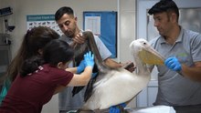 Göç yolculuğunda yaralanan pelikana ilk müdahale yapıldı