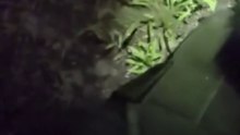 "Holy shit!" US police officer suddenly encounters bear during manhunt