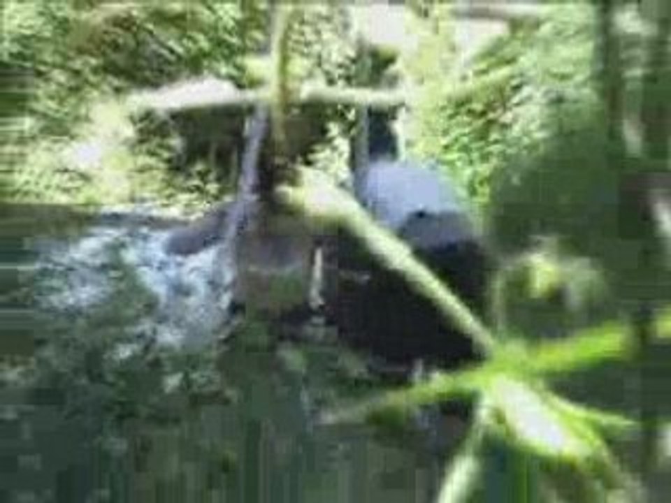 Saut Elastique