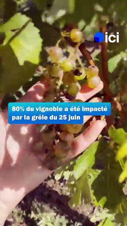 Vignoble de Saint-Pourçain, une récolte 2025 diminuée par la grêle et la sécheresse de l'été