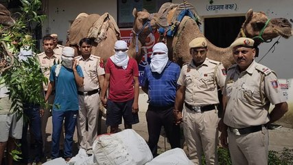 दिल्ली में ऊंट से हो रही शराब की तस्करी
