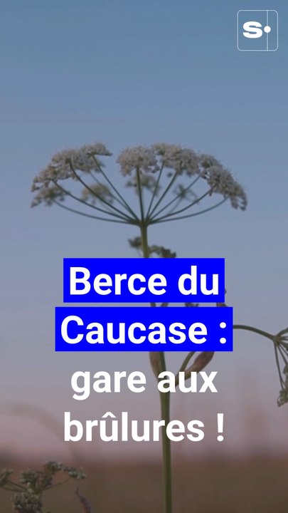 La "berce du Caucase", une plante invasive phot...