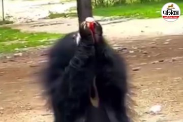 युवक ने भालू को पिलाई कोल्ड ड्रिंक