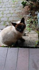 Full Belly, Happy Cat 🐱✨ Thank You Hoooman! #shorts #funnycats #cat #funny #cute #happy