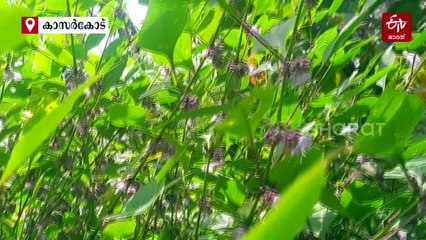 എട്ട് വർഷത്തിലൊരിക്കൽ പൂക്കുന്ന അത്ഭുതം; വിസ്‌മയ കാഴ്‌ചയൊരുക്കി പൂത്തുലഞ്ഞ് കാസർകോടിൻ്റെ 'ജ്യോമി കുറിഞ്ഞി'