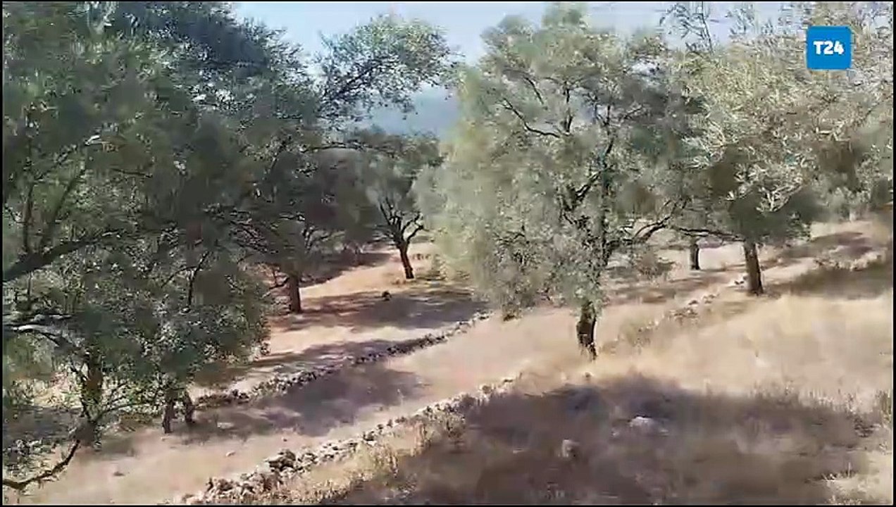 YK Enerji, zeytin sayımı için Akbelen'de: Meclisten geçen maden yasası ve bu yasaya sığınarak atılan her adım bizim içim hükümsüz!