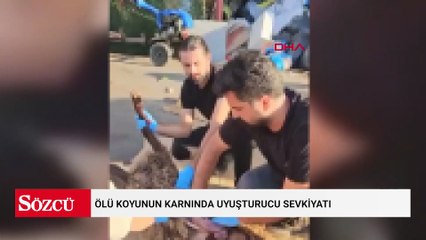 Ölü koyunun karnında uyuşturucu sevkiyatı