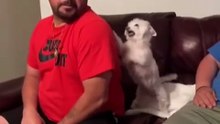 Dogs helping It’s Owners
