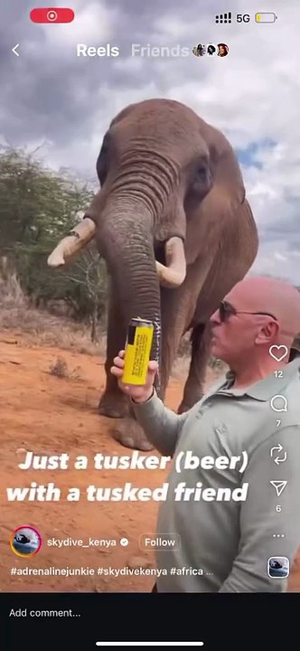 Un touriste fait boire de la bière à un éléphant, la vidéo fait enrager les internautes