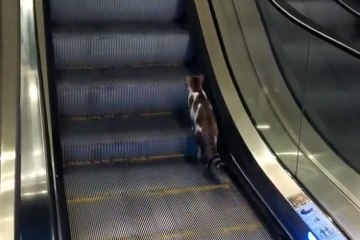 The moment a cat was rescued from possibly a lifetime of walking up a down escalator...