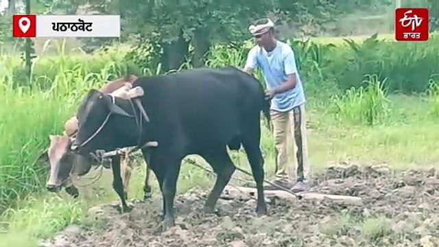 ਬਲਦਾਂ ਨਾਲ ਖੇਤੀ ਕਰ ਰਿਹਾ ਕਿਸਾਨ ਬਣ ਰਿਹਾ ਹੋਰਨਾਂ ਲਈ ਵੱਡੀ ਮਿਸਾਲ