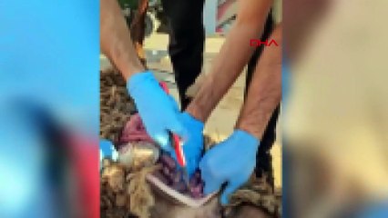 Ölü koyunun karnında uyuşturucu sevkiyatı polise takıldı!