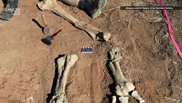 Wow! The Bones of This 10-Foot-Long Bird That Has Been Extinct For a Long Time Is So Cool To Look At