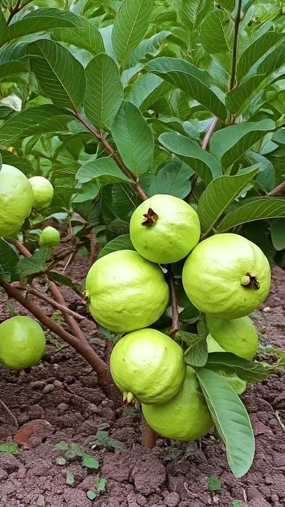 The Guava Guide