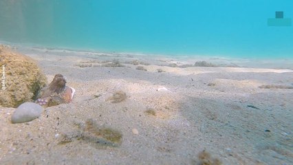 Snorkeler Gets Up Close With Curious Octopus