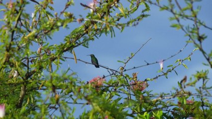 En Guadeloupe, le nombre d'oiseaux tropicaux en chute libre