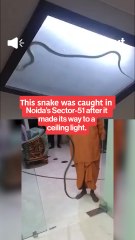 Snakes found in ceiling