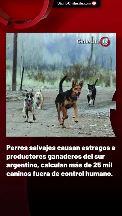 Perros salvajes causan estragos a productores ganaderos del sur argentino, calculan más de 25 mil caninos fuera de control humano.