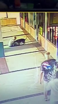 Donna di 70 anni morde un pitbull per salvare il suo cane: il video del coraggioso gesto fa il giro del web