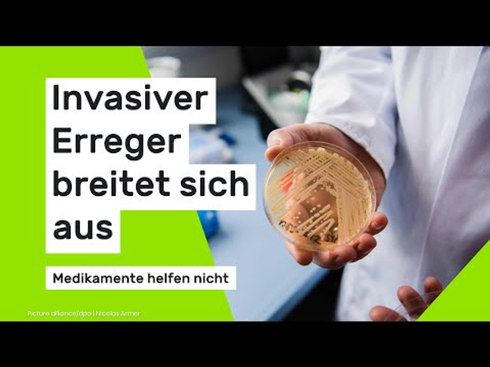 Invasiver Erreger breitet sich aus - Medikamente helfen nicht