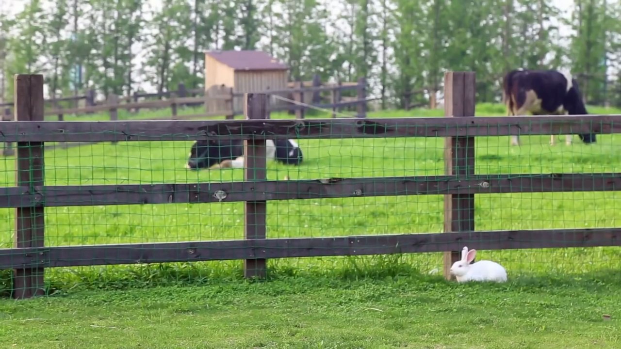 Beautiful Village View and Natural Life Peaceful Countryside Scenery