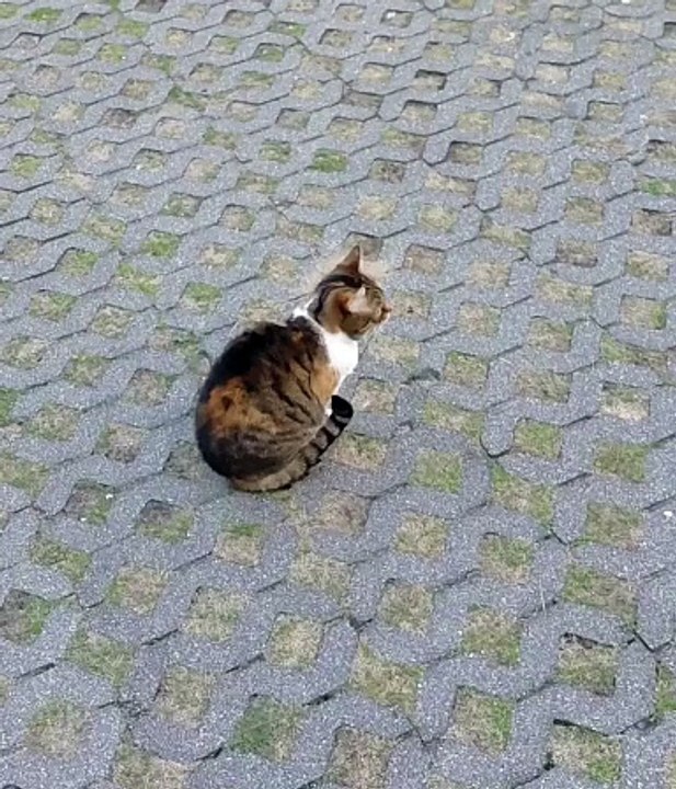 OOO! Other cats must have been here :) #shorts #funnycats #funnyanimals #cutecats #funnyanimals #fyp