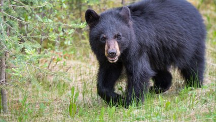 Florida permite la caza del oso negro y desata una ola de críticas ambientales