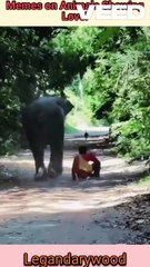 Memes On Animals showing love | Laugh with Animal love memes | Animals VS humans