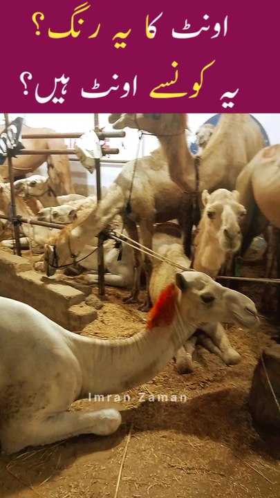Ye KONSY Camel hy?😳