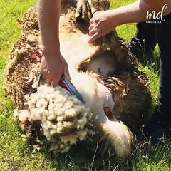 Step-by-step process of shearing a sheep