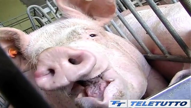 Video News - PSA, verso un allentamento delle misure
