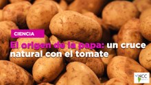 El origen de la papa: un cruce natural con el tomate
