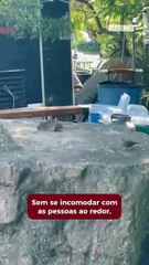 Ratão rouba comida de passarinhos e se esbanja ao lado de food-trucks