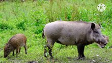 Os animais mais fofos do mundo N•387