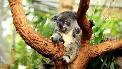 WILD AUSTRALIA2 (FINISH)