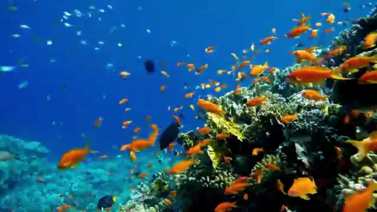 WILD AUSTRALIA1