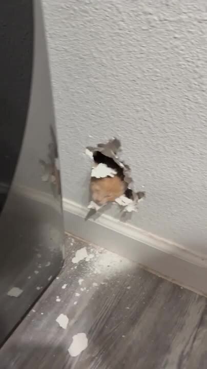 Couple Rescues Kitten Stuck Inside Wall