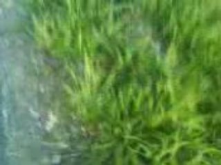 Runner stage6 vs spirit athena