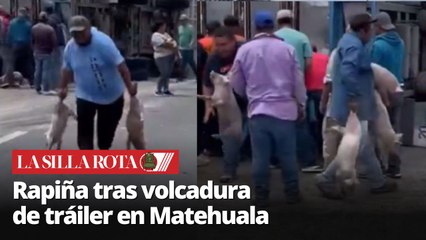 Tráiler con cerdos vuelca en Matehuala y pobladores realizan rapiña