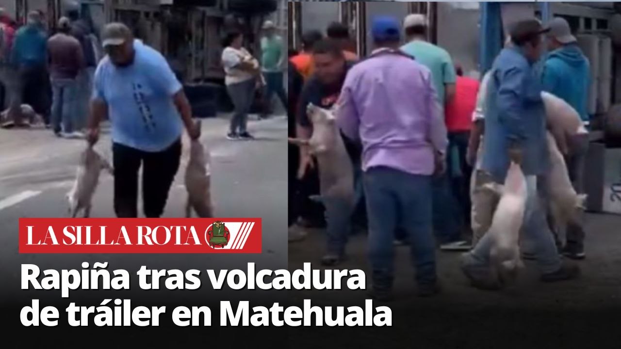 Tráiler con cerdos vuelca en Matehuala y pobladores realizan rapiña