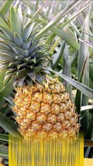 6 Kelompok Orang Pantang Makan Nanas, Siapa Saja?