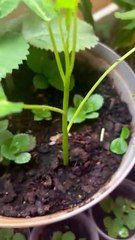 Cambodian morning glory and succulents