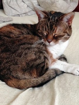 Lazy Cat Morning: Please Mom, 5 More Minutes in Bed 😻🛏️ #shorts #cat #funny #funnycats #cute #cutecats #viralcats #fyp