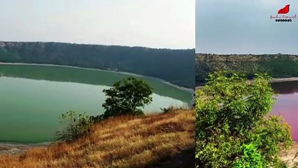 lonar lake turn green to pink