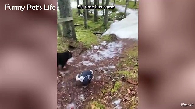Try Not to Laugh Challenge with Animal Funny Clips