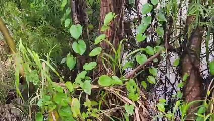 Encuentran el cuerpo sin vida de una persona en las temidas aguas del río Ulúa