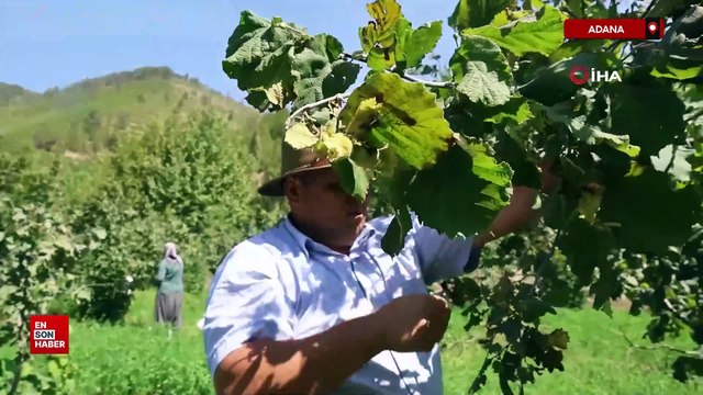 Karadeniz değil Adana: Torosların eteğinde fındık hasadı