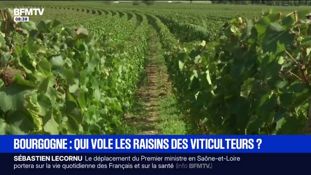 On a travaillé un an dessus : en Bourgogne, des viticulteurs se font voler du raisin