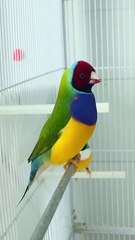 Gouldian finches singing